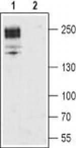 CaV1.2 Antibody in Western Blot (WB)