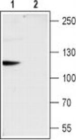 TRPC6 Antibody in Western Blot (WB)