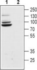 HCN4 Antibody in Western Blot (WB)