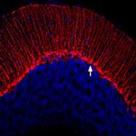 KV1.3 (KCNA3) (extracellular) Antibody in Immunohistochemistry (Frozen) (IHC (F))
