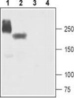 SCN5A Antibody in Western Blot (WB)