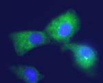 Kir4.1 (KCNJ10) Antibody in Immunocytochemistry (ICC/IF)