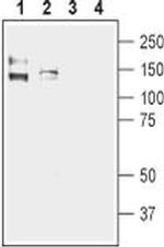 KCNMA1 Antibody in Western Blot (WB)