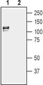 KCNMA1 Antibody in Western Blot (WB)