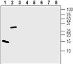 BDNF Antibody in Western Blot (WB)