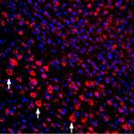 proNGF Antibody in Immunohistochemistry (Frozen) (IHC (F))