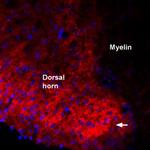 proBDNF Antibody in Immunohistochemistry (Frozen) (IHC (F))