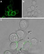 TRPV2 (extracellular) Antibody in Immunocytochemistry (ICC/IF)