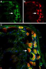 TRPV2 (extracellular) Antibody in Immunohistochemistry (Frozen) (IHC (F))