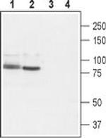 TRPV2 (extracellular) Antibody in Western Blot (WB)
