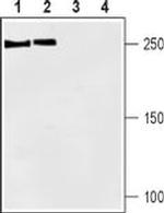 SCN1A Antibody in Western Blot (WB)