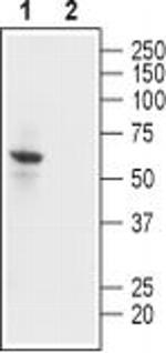 Kir2.1 (KCNJ2) Antibody in Western Blot (WB)