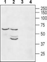 Kir2.1 (KCNJ2) Antibody in Western Blot (WB)