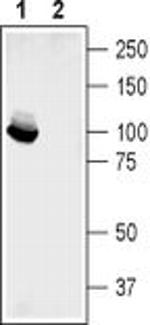 GluR2 (extracellular) Antibody in Western Blot (WB)