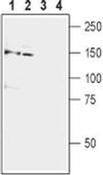 mGluR5 (extracellular) Antibody in Western Blot (WB)