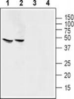 MAS1 Antibody in Western Blot (WB)