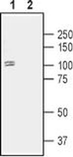 DRD1 Antibody in Western Blot (WB)