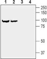 DRD1 Antibody in Western Blot (WB)