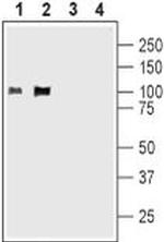 KV2.1 (KCNB1) Antibody in Western Blot (WB)