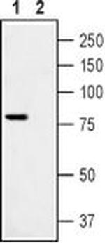 TRPV1 Antibody in Western Blot (WB)