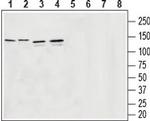 VGAT Antibody in Western Blot (WB)