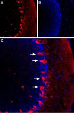 HCN1 Antibody in Immunohistochemistry (IHC)