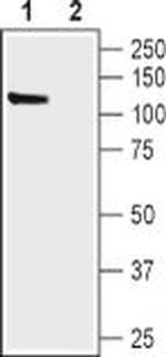 HCN1 Antibody in Western Blot (WB)