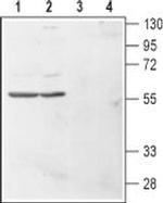 HRH4 (extracellular) Antibody in Western Blot (WB)