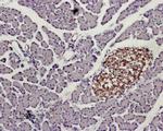 KISS1R (extracellular) Antibody in Immunohistochemistry (Paraffin) (IHC (P))