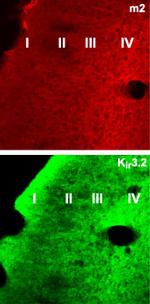 CHRM2 Antibody in Immunohistochemistry (Frozen) (IHC (F))