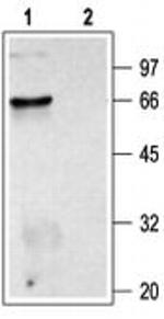 CHRM2 Antibody in Western Blot (WB)