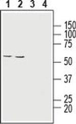 MCT1 (extracellular) Antibody in Western Blot (WB)