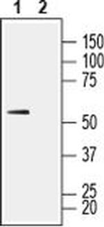 MCT1 (extracellular) Antibody in Western Blot (WB)