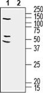 RIC3 Antibody in Western Blot (WB)