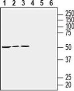 RIC3 Antibody in Western Blot (WB)