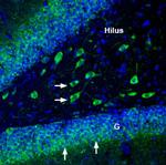 ATP1A3 Antibody in Immunohistochemistry (Frozen) (IHC (F))