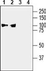 ATP1A3 Antibody in Western Blot (WB)