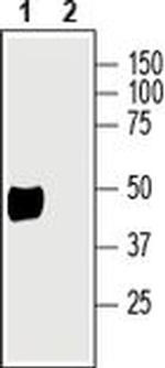 ATP1B2 (extracellular) Antibody in Western Blot (WB)