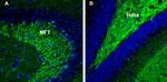 Synapsin 3 Antibody in Immunohistochemistry (Frozen) (IHC (F))