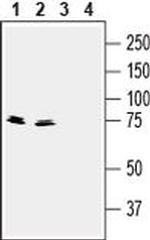 Synapsin 3 Antibody in Western Blot (WB)