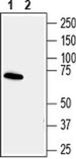 Synapsin 3 Antibody in Western Blot (WB)