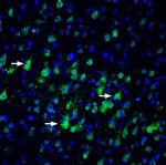 Nectin 3 (extracellular) Antibody in Immunohistochemistry (Frozen) (IHC (F))
