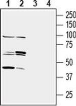 Nectin 3 (extracellular) Antibody in Western Blot (WB)