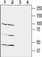 Nectin 3 (extracellular) Antibody in Western Blot (WB)