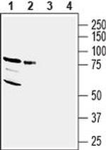 NRG3 (extracellular) Antibody in Western Blot (WB)