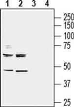 NRG3 (extracellular) Antibody in Western Blot (WB)