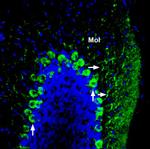 ADAM22 (extracellular) Antibody in Immunohistochemistry (Frozen) (IHC (F))