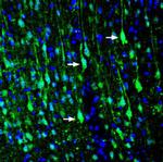 LRRTM1 (extracellular) Antibody in Immunohistochemistry (Frozen) (IHC (F))