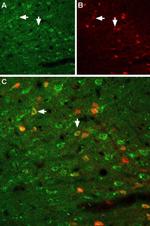GFR alpha-1 (extracellular) Antibody in Immunohistochemistry (Frozen) (IHC (F))