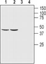 GFR alpha-1 (extracellular) Antibody in Western Blot (WB)